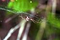 Linyphia_triangularis_F1996_Z_82_Les Gris_Frankrijk